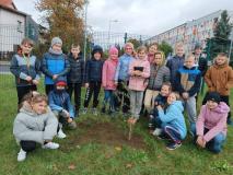 zdjęcie uczniów podczas sadzenia drzewek